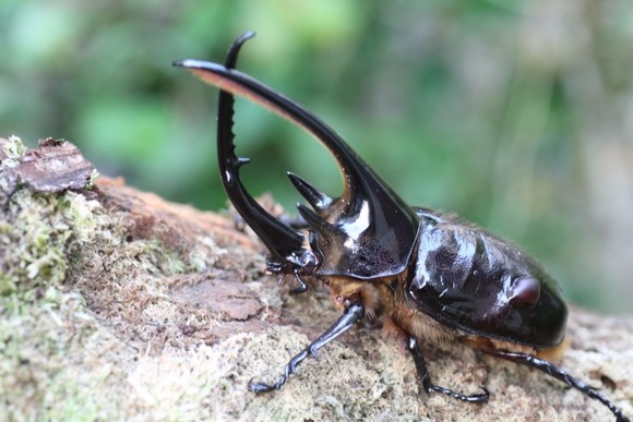 【画像】ワイのネプチューンオオカブト羽化