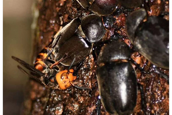 【昆虫】オオスズメバチとカブトムシ、強いのはどっち？　山口大が観察結果を発表