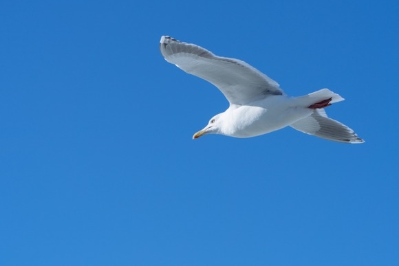 【画像】見て、鳥撮った