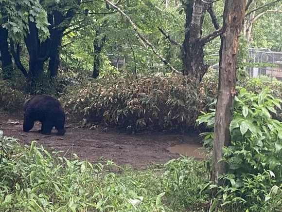 【画像】北海道で車乗ってたらリアル「熊」に遭遇…母ちゃん今までありがとう