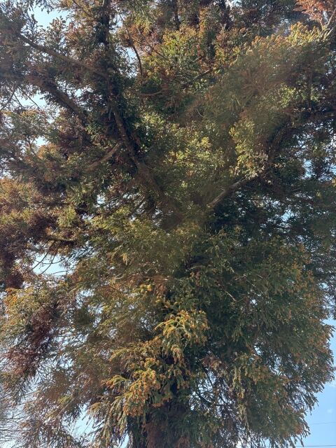 花粉症のやつなんで花粉症になったの？？