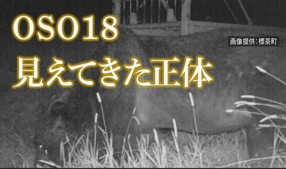 ヒグマのＯＳＯ１８さん「今年も牛8頭食って腹パンパンだしそろそろ冬眠入るから来年もよろしくなw」
