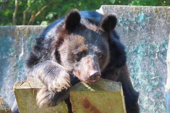 すまん、いうほどクマが死んで人間困る？