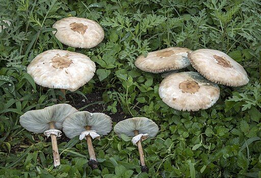 Chlorophyllum_molybdites_Guadalajara