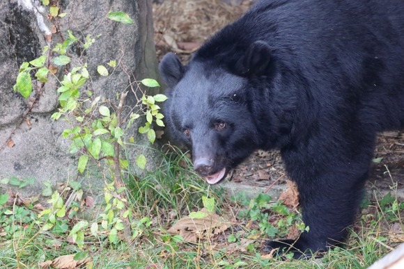 【強盗事件】タケノコ採りの女性、クマに追いかけられおにぎり奪われる