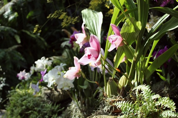 【画像】ワイくんが育てた洋蘭の花が咲いている…