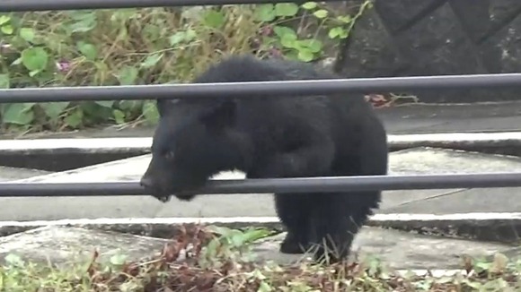 【山形・遊佐町】キャンプ場にクマ　緊急銃猟→見失う→また出る　利用客が避難…キャンプ場は14日まで営業中止に