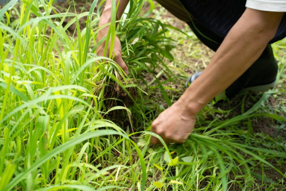 草刈り