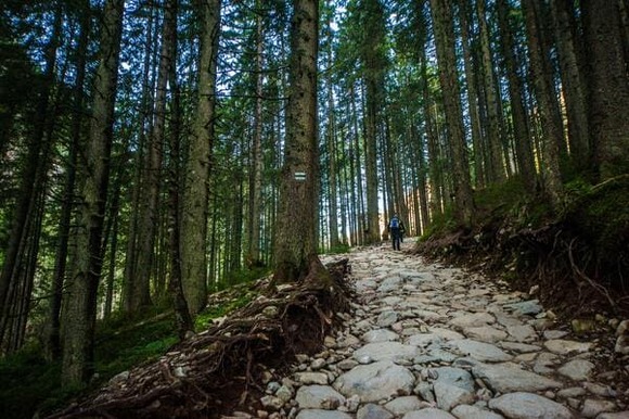 hiker