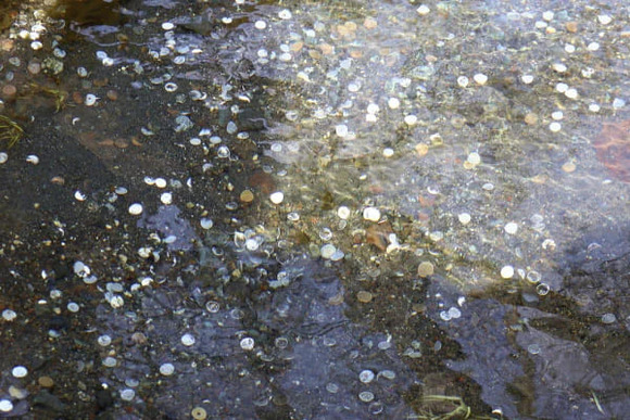 【湧水池】世界遺産「忍野八海」大量の投げ銭に困ってます…透明度の高さ魅力なのに乱反射・腐食で水質影響の懸念