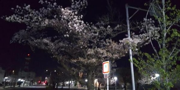 【画像】散歩がてら夜桜観にきた