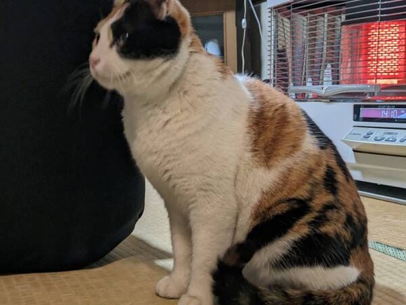 【画像】宿きたら猫おった