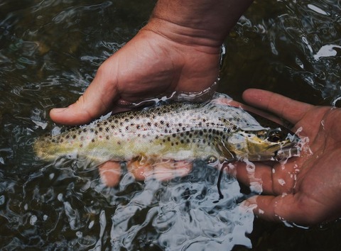 hunter-brumels-760768-unsplash