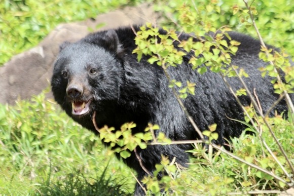 【動画】自転車まんさん、クマと遭遇してビビり散らかしてしまうwww