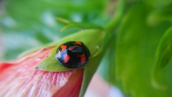 【画像】1回1000円もする「テントウムシ」のガシャポン回してきたｗｗｗｗｗｗｗｗ