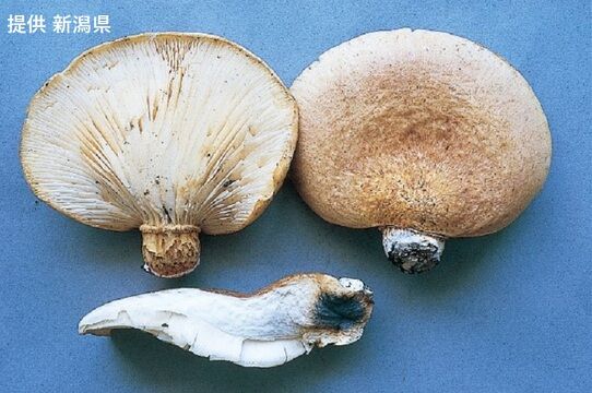 【ツキヨタケ】親戚から貰いキノコ鍋にして食べた男女2人が入院