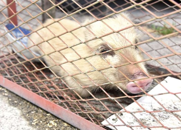 boar