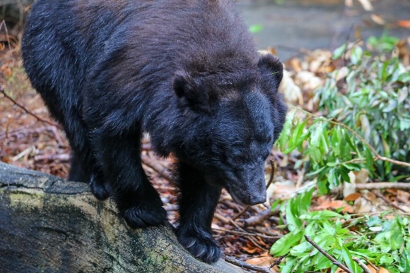 【山形】鶴岡でイノシシ狩りの７６歳男性、クマに襲われけが…猟銃２発命中しても向かってくる