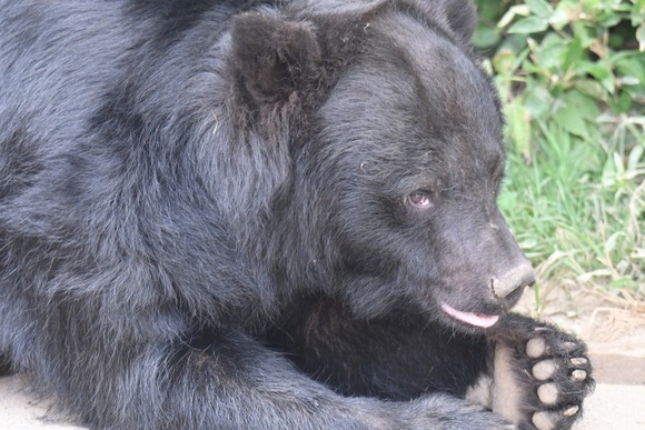【岩手】息子抱いたママが蹴りでクマ撃退ｗｗｗｗｗｗｗｗｗｗｗ
