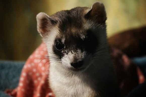 【画像】イタチ捕まえた