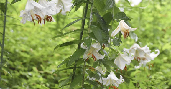 神奈川県の花・ヤマユリ　秦野のハイキングコースに６００株咲き競う