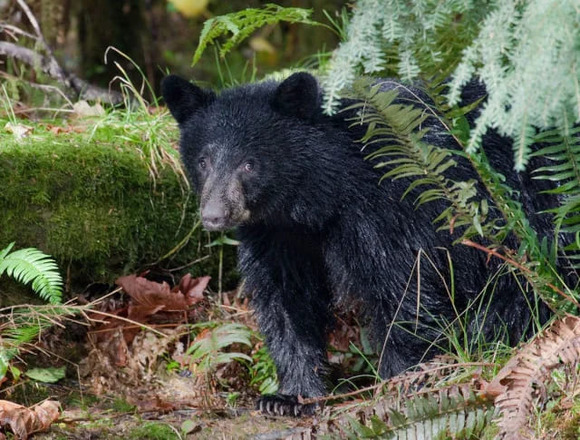 だから｢人食いグマ｣は絶対に駆除しなければならない…｢人間は怖くない｣と学んだ新世代が街に出現する絶望