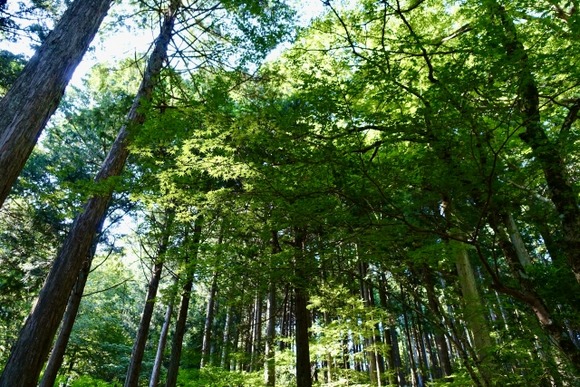 「寝ていても電柱が稼ぐ」0円で山林を入手、放置するだけで収入に！