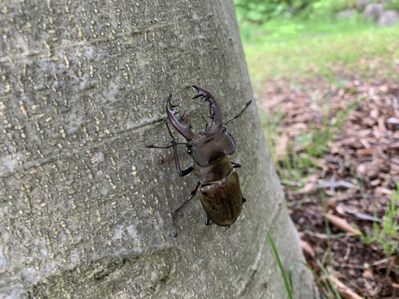 ミヤマクワガタかっこよすぎ！9年間毎年探してる