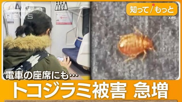 クモと思ったらトコジラミ…東京都内から乗った電車座席に　暖かくなると被害増加か