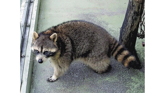 【悲報】東京都さん、アライグマだらけの田舎になってしまう