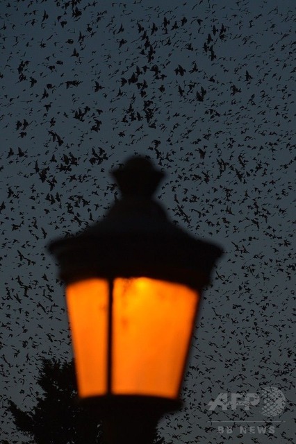 img_faf4d3269f139060e7b4d75071adadb1163554