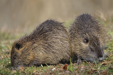 ヌートリアペア