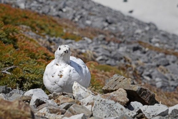 【画像】ライチョウの、足ｗｗｗｗｗｗｗｗｗｗｗｗｗｗｗｗｗｗ