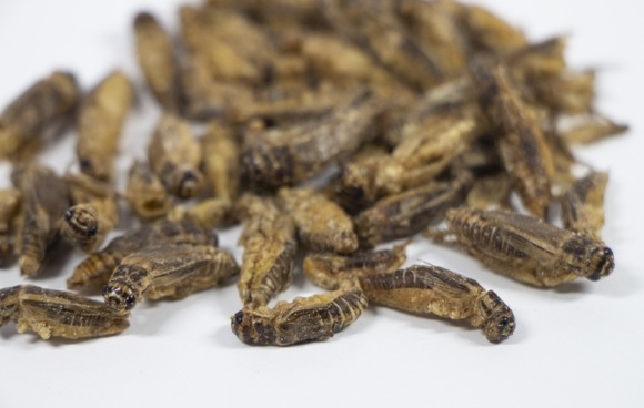 コオロギ食をやるメリットがこれらしい