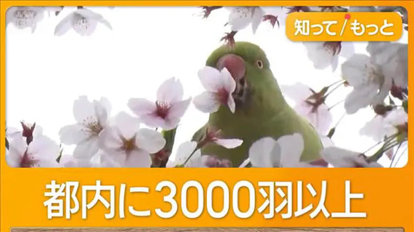 【外来種問題】桜の花びらむしり取る外来インコ　蜜吸うため　野生化し都内に3000羽以上