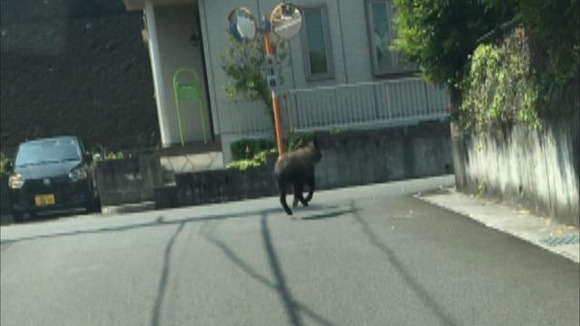 【静岡】騒然！　住宅街に“カモシカ”相次ぐ目撃　民家の玄関に出没したり警察官の目の前を横切ったり