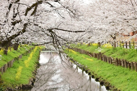 【川越】いい天気でもないのに桜を見に散歩してきた