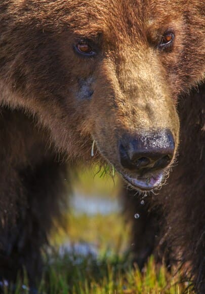 世間の人はクマの怖さをわかってない