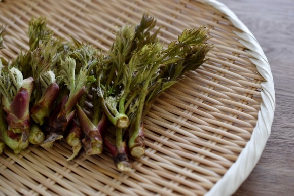 タラの芽←これ言うほど美味いか？