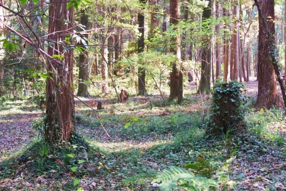 脱サラして、タダ同然の山を購入してキャンプ場を開設しようと思うんやが