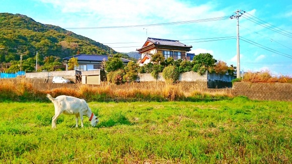 田舎で庭が300坪あるんだが草生えて困るし、なんか草食動物飼ったらいいんかな？？