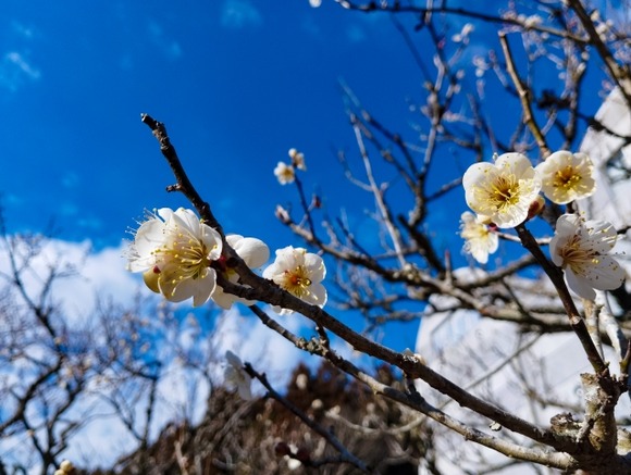 【地球温暖化】この冬は異常な暖冬…今後も暖冬の可能性