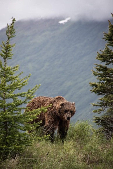 bear (1)