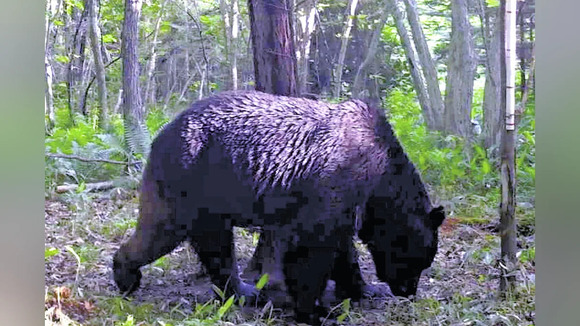 【研究】相次ぎ牛襲ったヒグマ「ＯＳＯ１８」、極度の肉食と判明…標茶町周辺の他のクマも同様の傾向