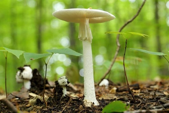 Amanita_virosa_UL_01