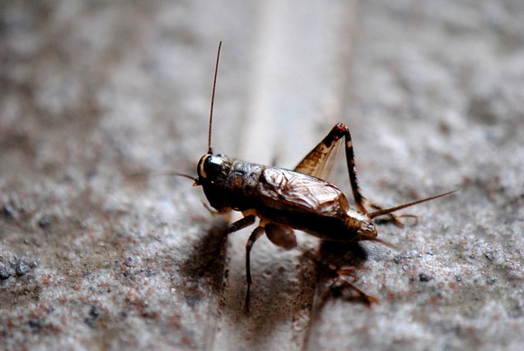 【悲報】コオロギさん、「陸エビ」にネームロンダリングし日本人の食卓に馴染み始める