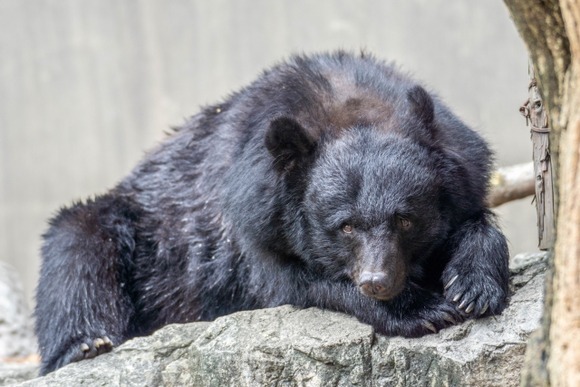 二子山のクマ動画見たら再度行きたくはなくなったな　すごくいい山なのに