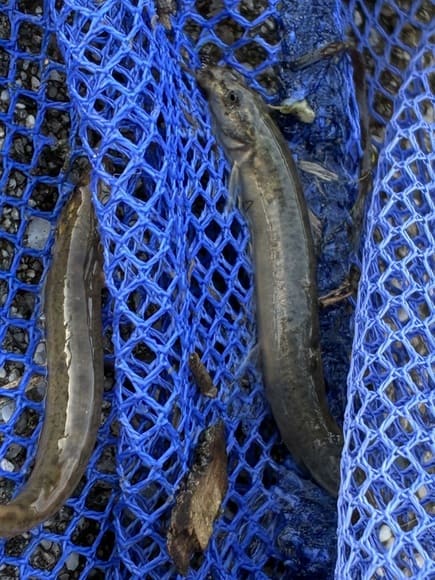 熱帯魚欲しいから近所の川にとりにきた
