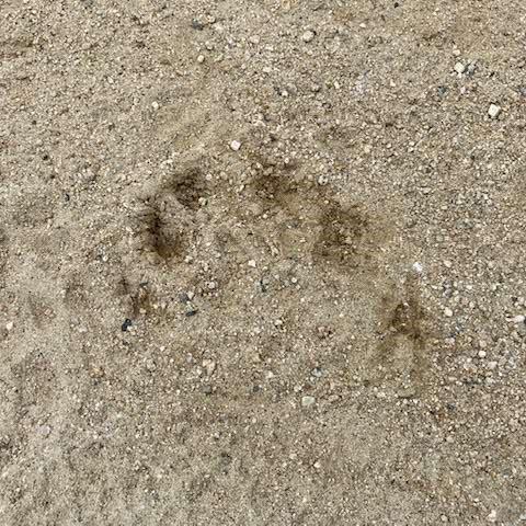 大阪にクマ出没！小学校に足跡…茨木市「11月に入って異常な状況」