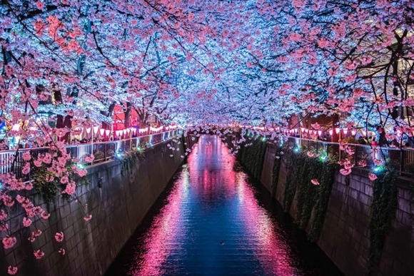 【画像】夜桜見て帰宅